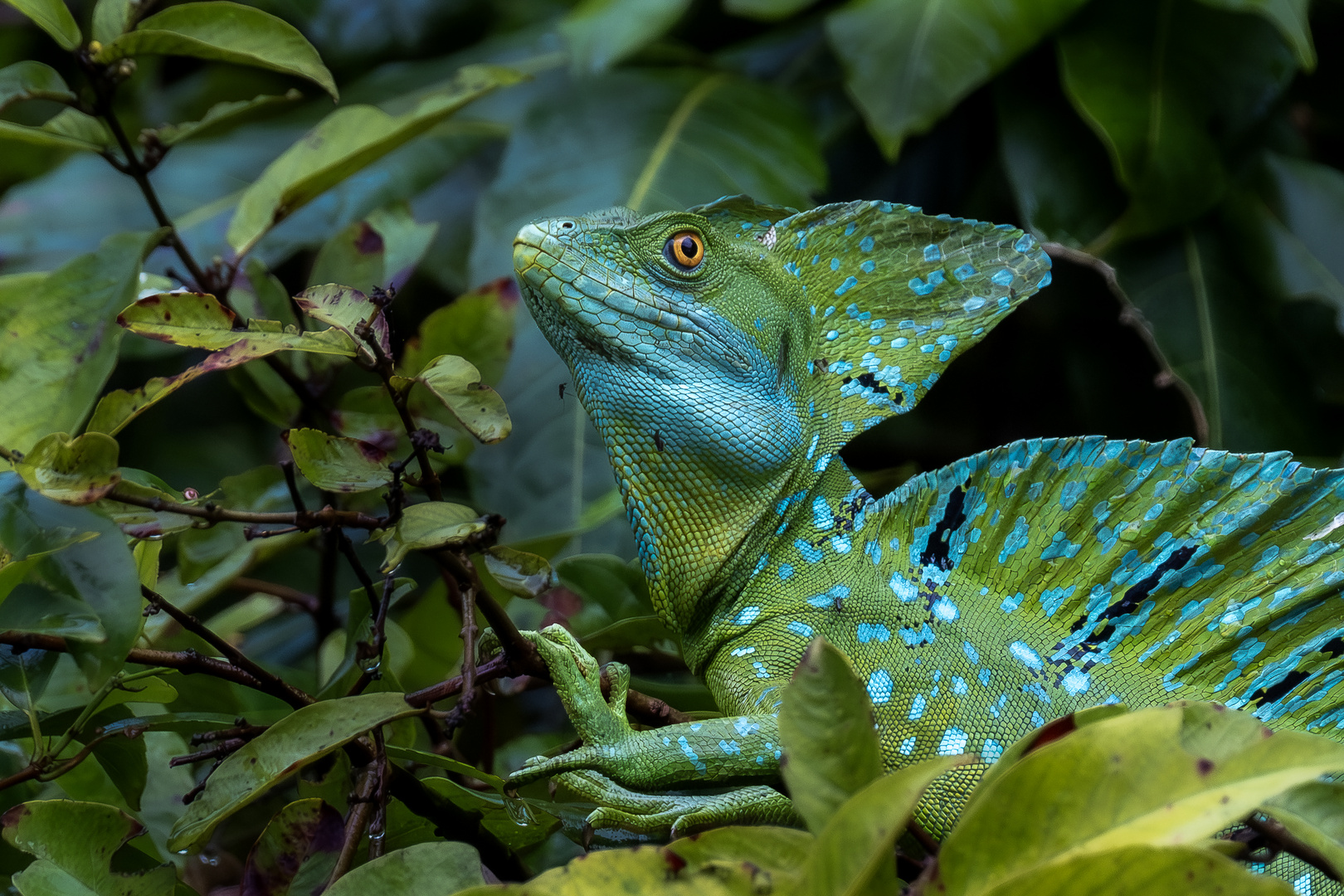 plumed basilisk (Basiliscus plumifrons) / Tortuguero Nationalpark in Costa Rica