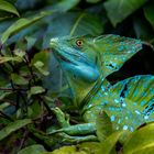 plumed basilisk (Basiliscus plumifrons) / Tortuguero Nationalpark in Costa Rica