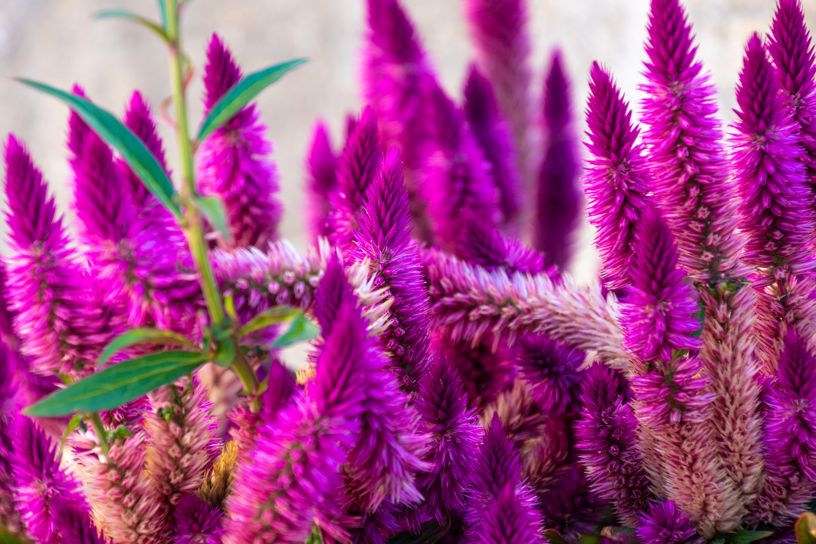 Plumed Cockscomb Flowers