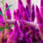 Plumed Cockscomb Flowers