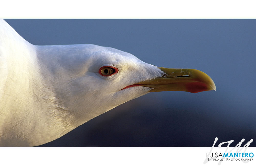 Plumed Profile