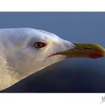 Plumed Profile