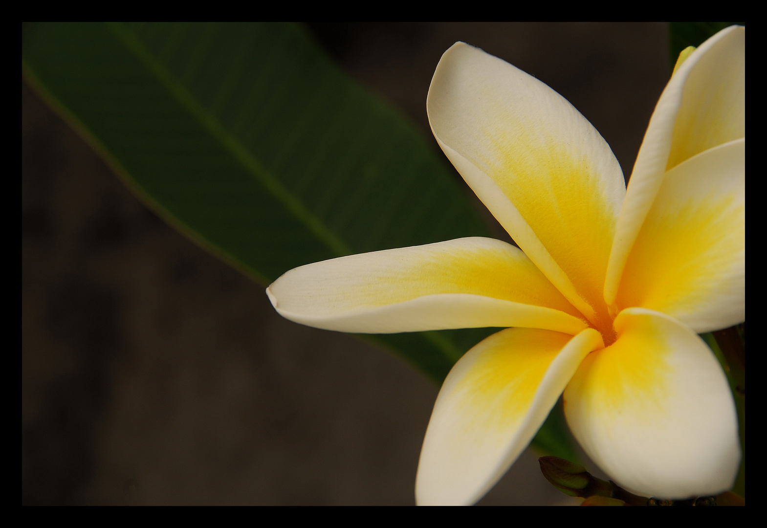 Plumeria