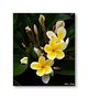 Plumeria von Stefan S. Mosley