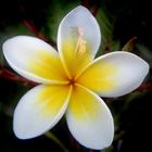 Plumeria