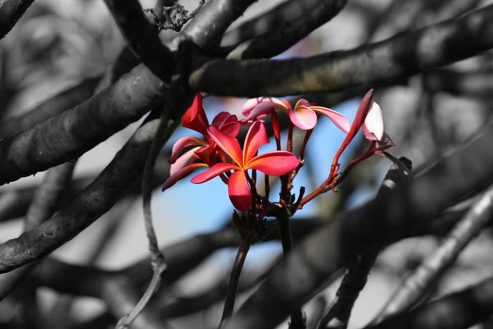 Plumeria 2