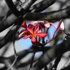 Plumeria 2