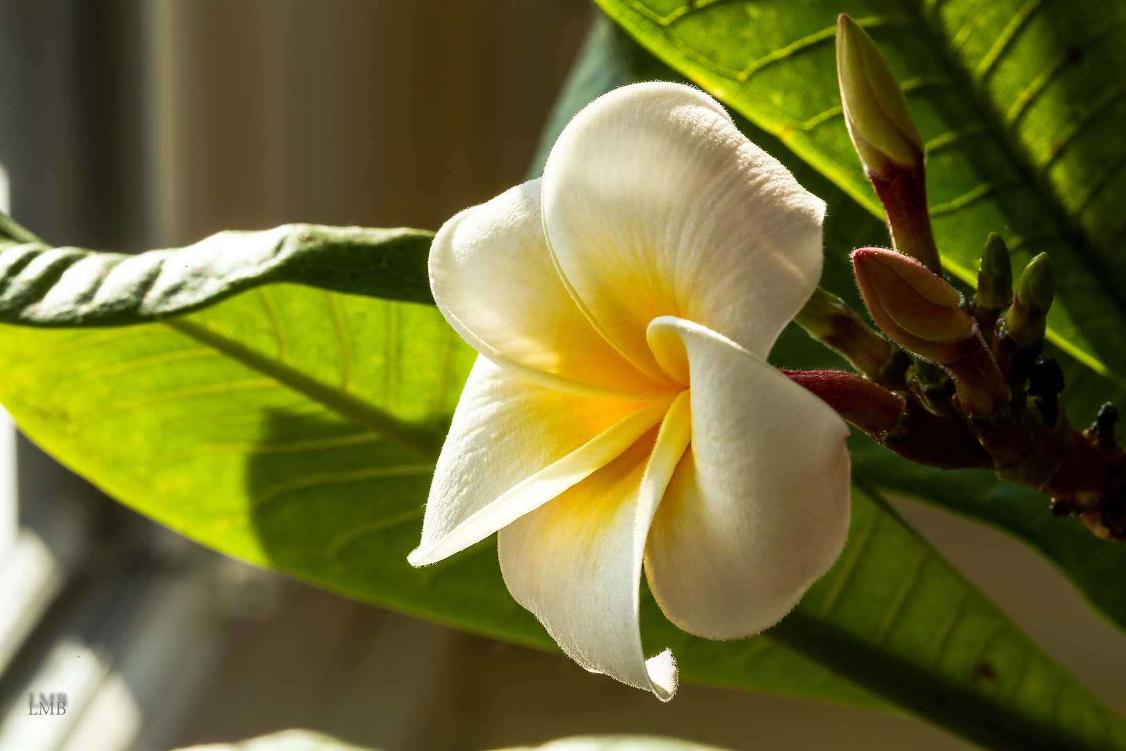 Plumeria