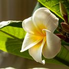 Plumeria