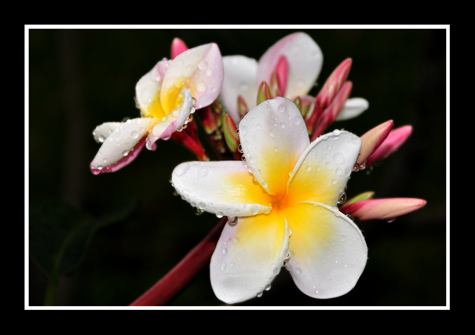 Plumeria