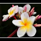 Plumeria