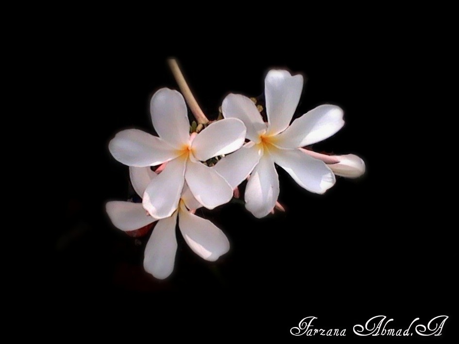 Plumeria