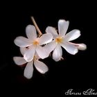 Plumeria