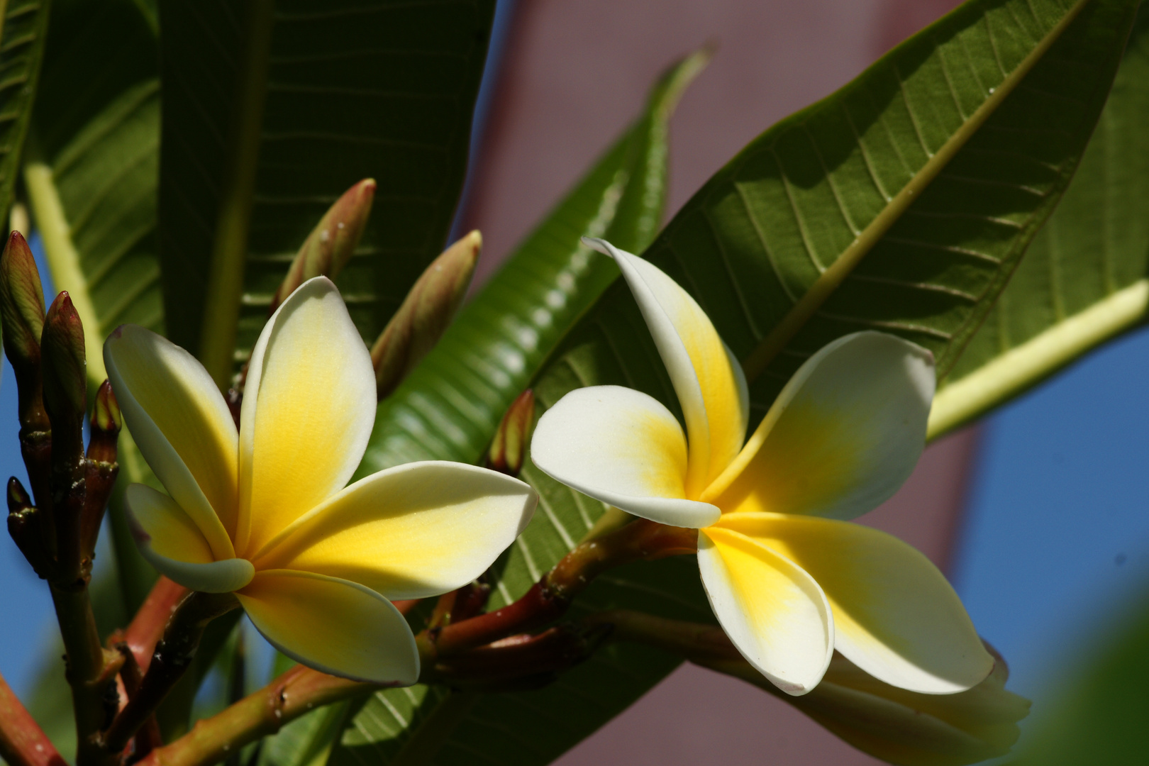 Plumeria