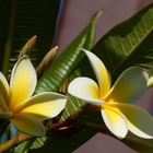 Plumeria