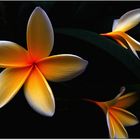 Plumeria