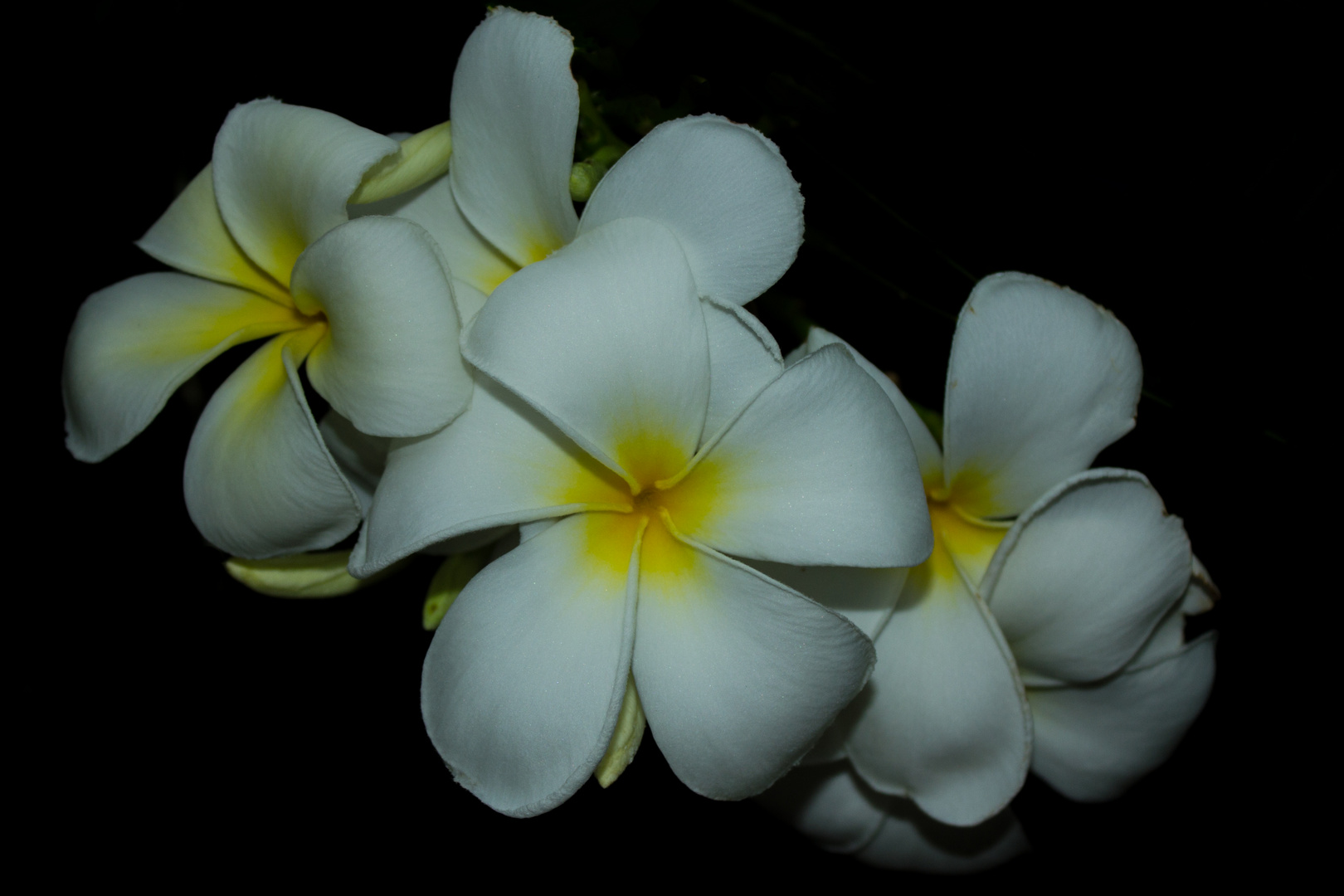 Plumeria