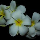 Plumeria