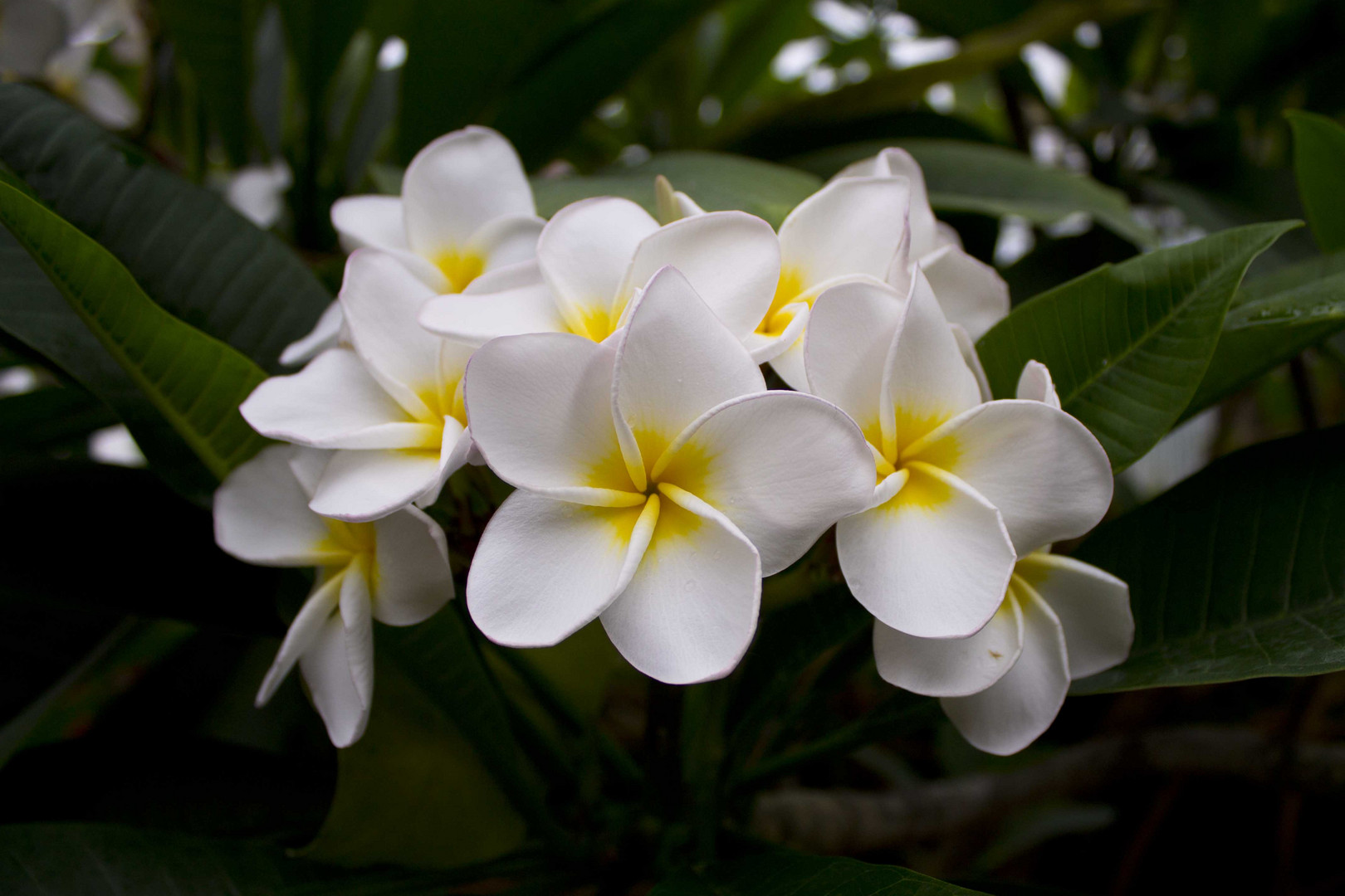 Plumeria