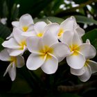 Plumeria