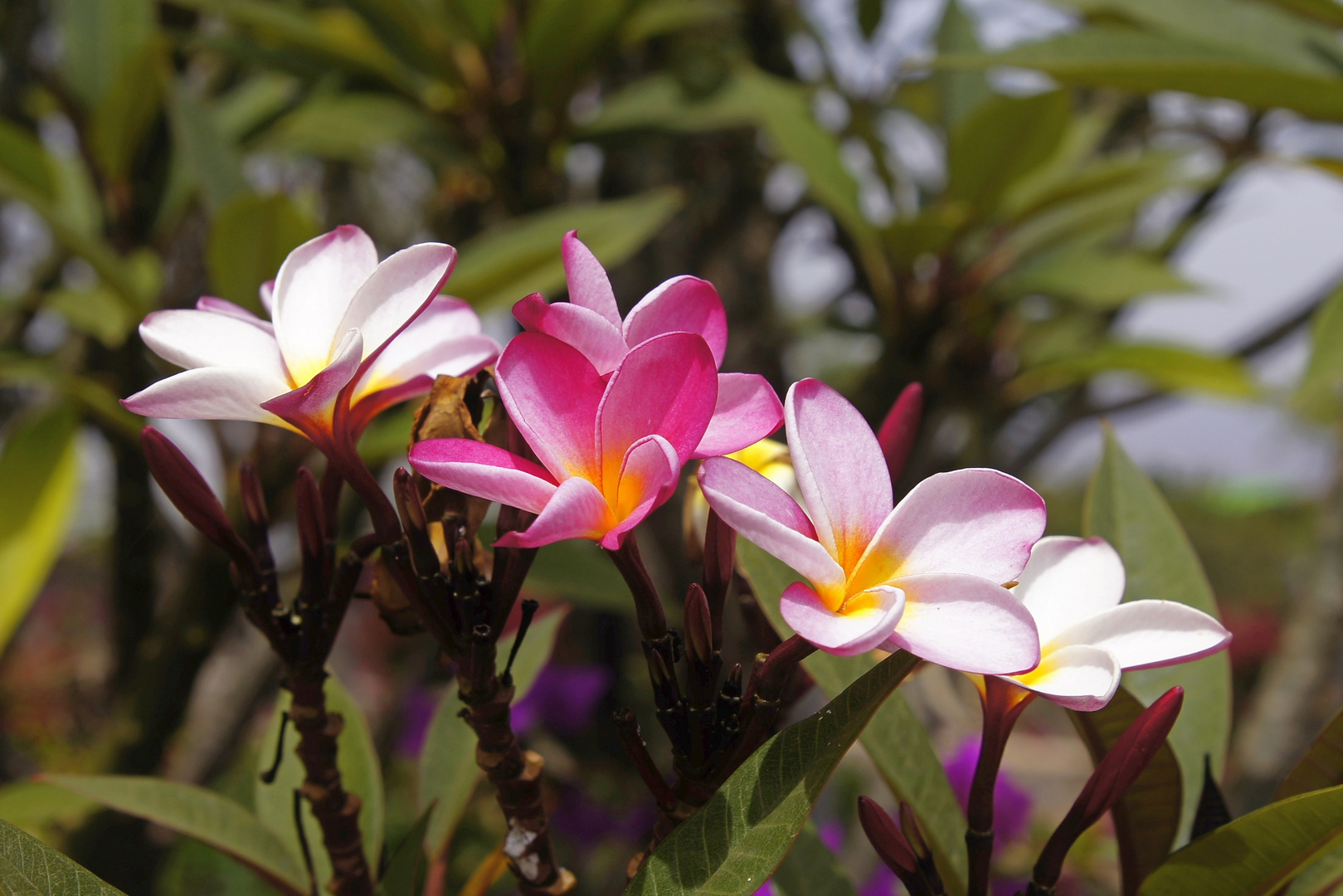 Plumeria