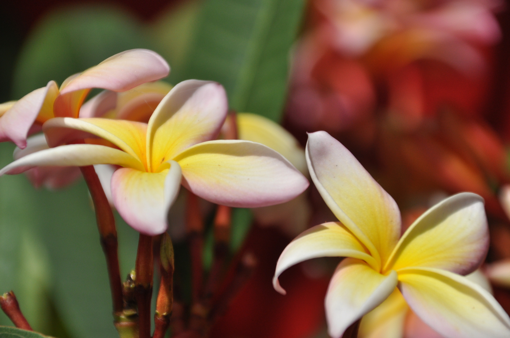 Plumeria