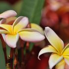 Plumeria