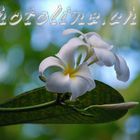 Plumeria