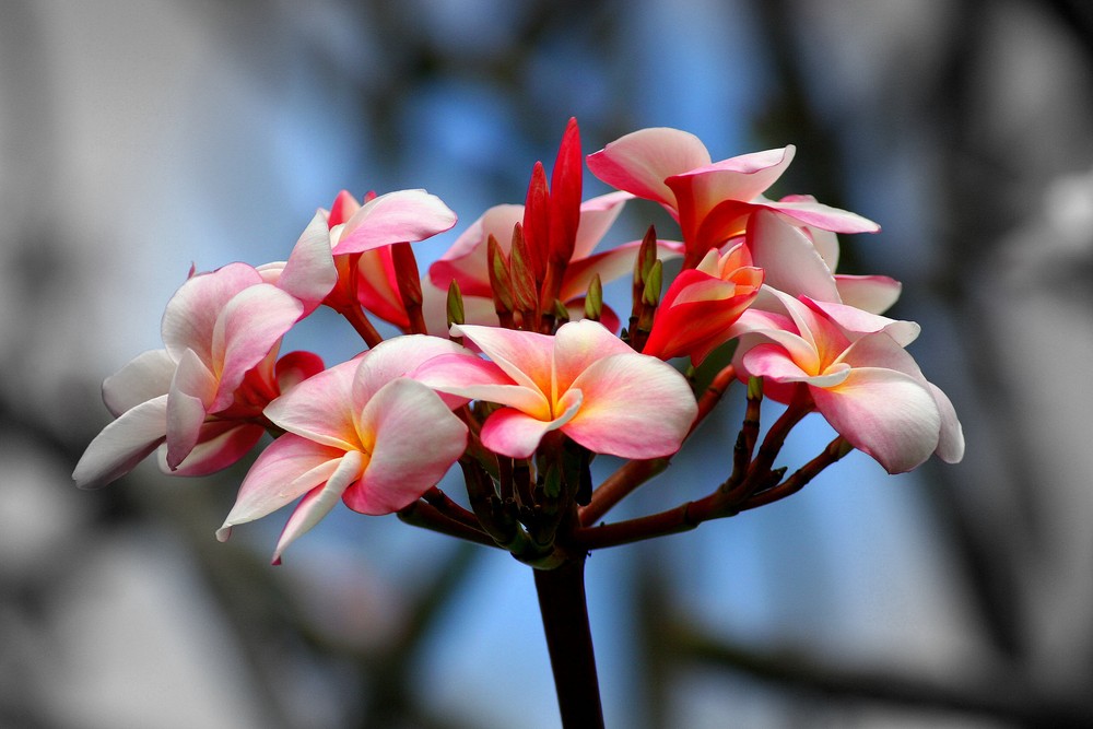 Plumeria