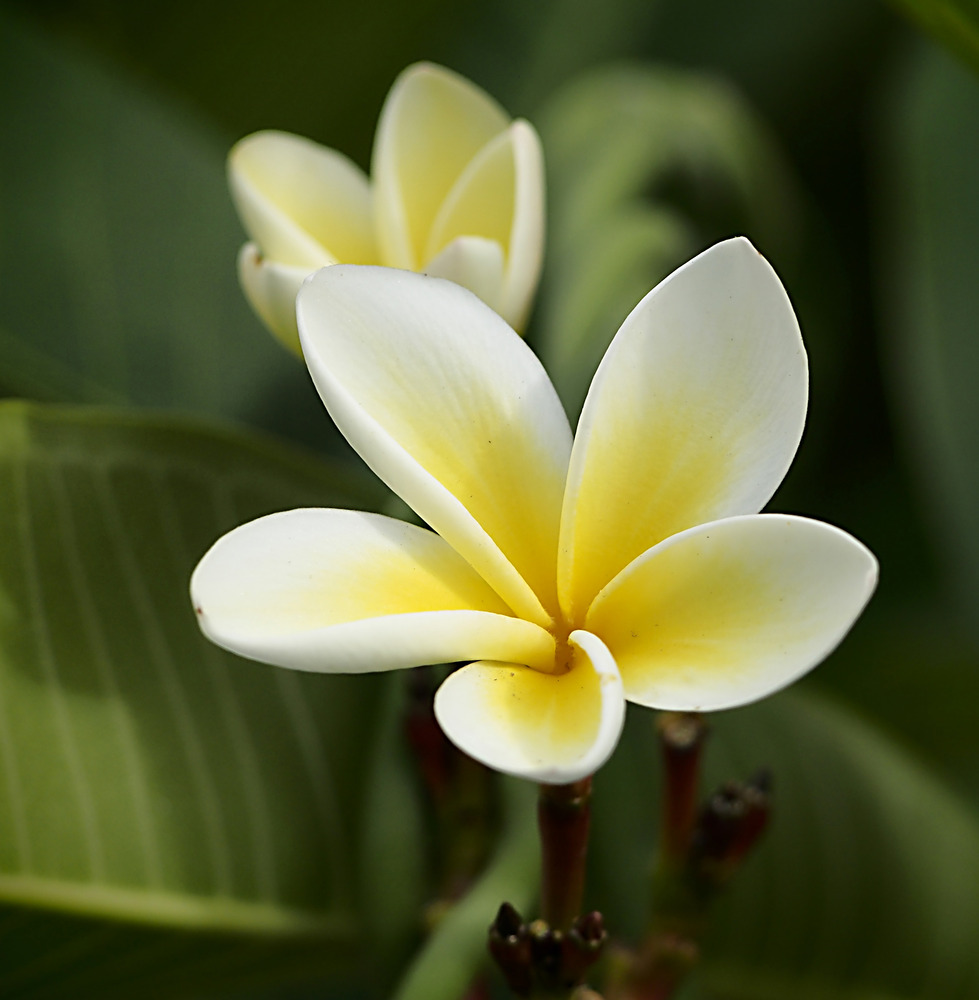 plumeria alba