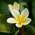 plumeria alba