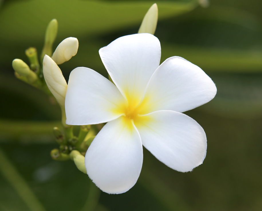 Plumeria alba