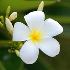 Plumeria alba