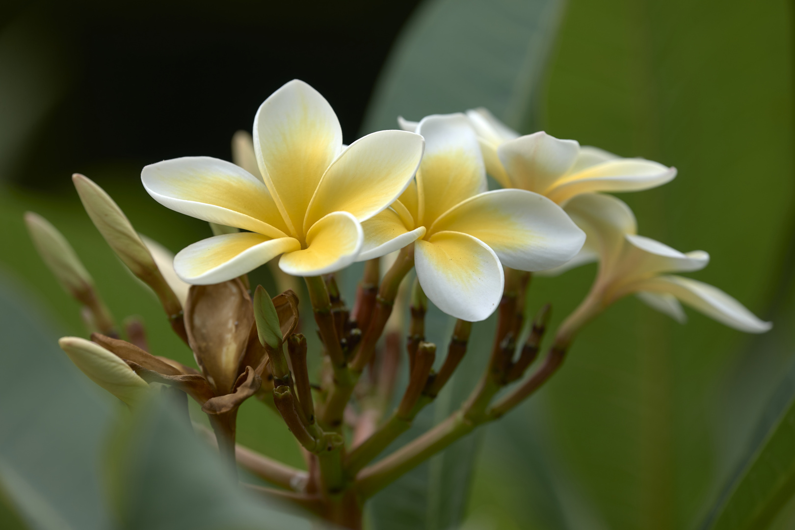 Plumeria alba