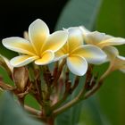 Plumeria alba