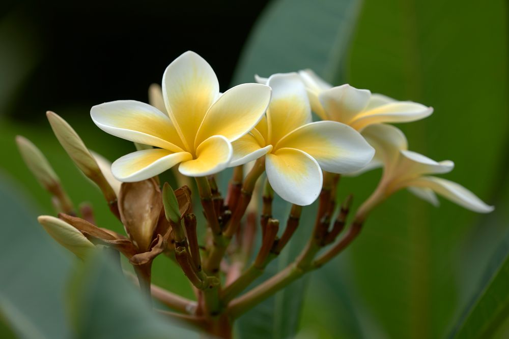 Plumeria alba