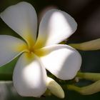 Plumeria Alba - Westindische Frangipani