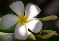 Plumeria Alba - Westindische Frangipani