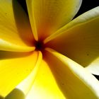 Plumeria Blüte