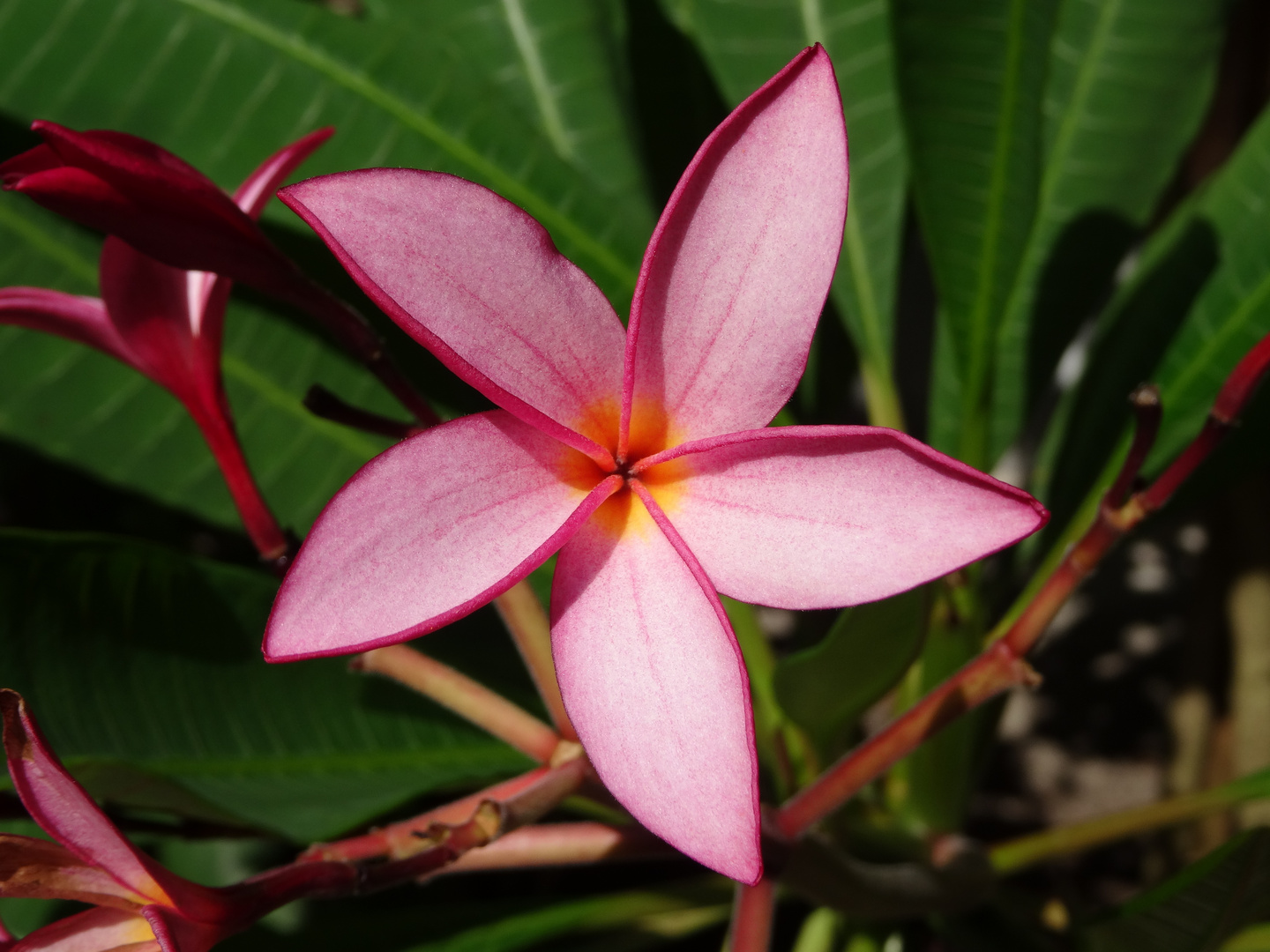 Plumeria-Blüte