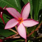 Plumeria-Blüte