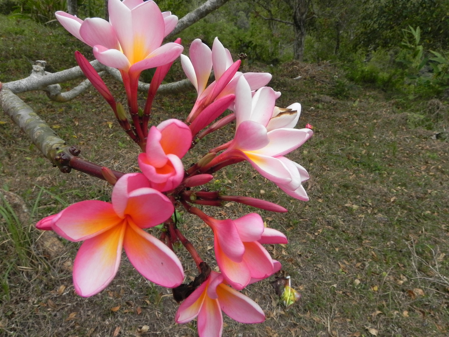 Plumeria Blüten