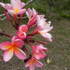 Plumeria Blüten