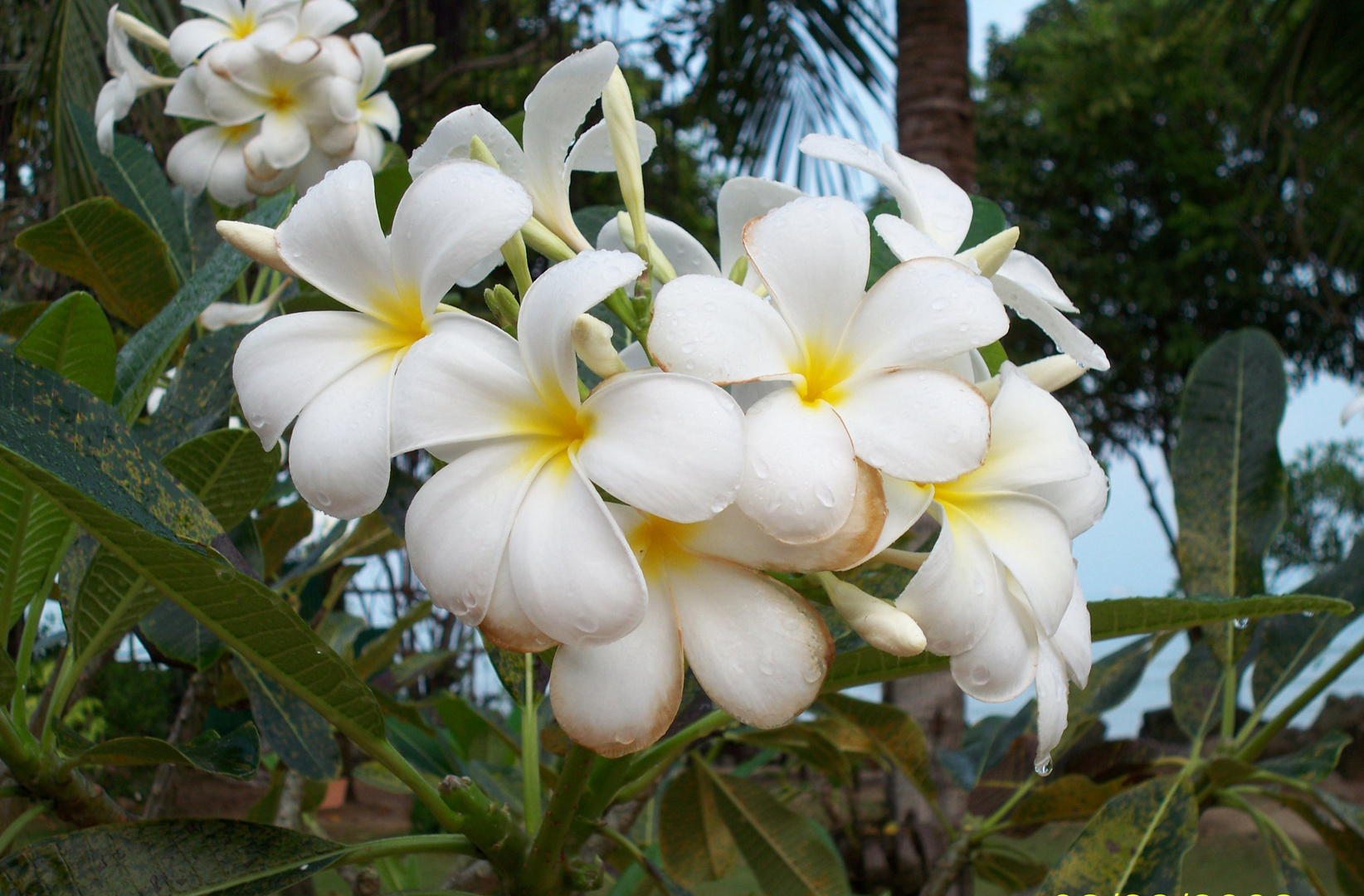 Plumeria