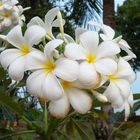 Plumeria