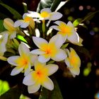 Plumeria - Flor de Cebo