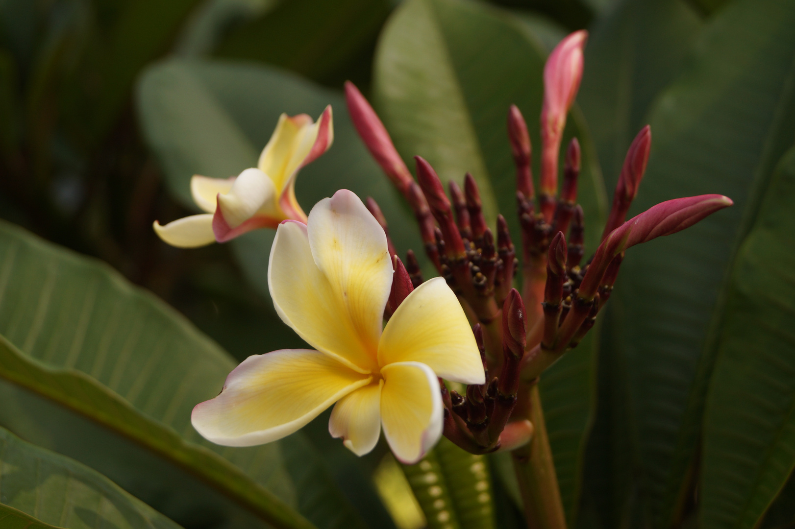 Plumeria forma tricolor (Bunte Frangipani)