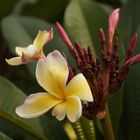 Plumeria forma tricolor (Bunte Frangipani)