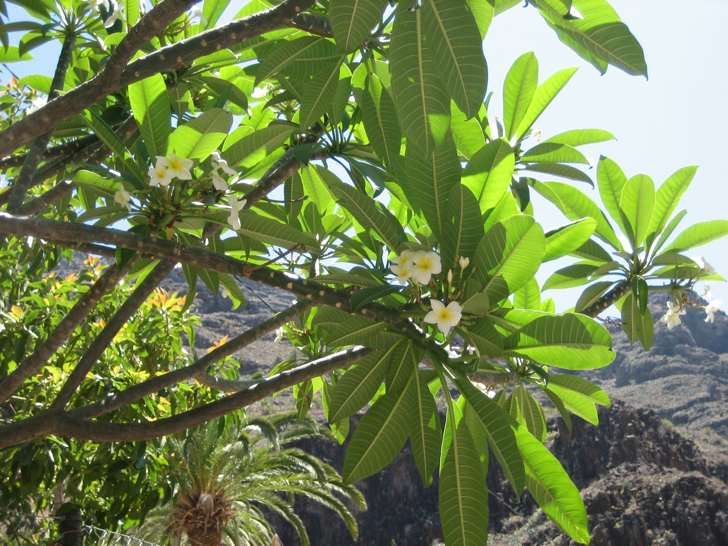 Plumeria ( Frangipani )