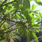 Plumeria ( Frangipani )